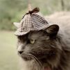 CatWithHat