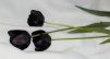 Black_Tulip